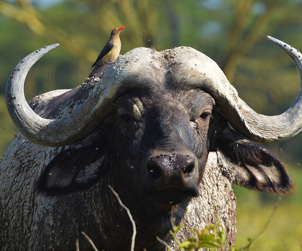 African buffalo grazing on the grassy plains of Taita Hills Wildlife Sanctuary, Kenya