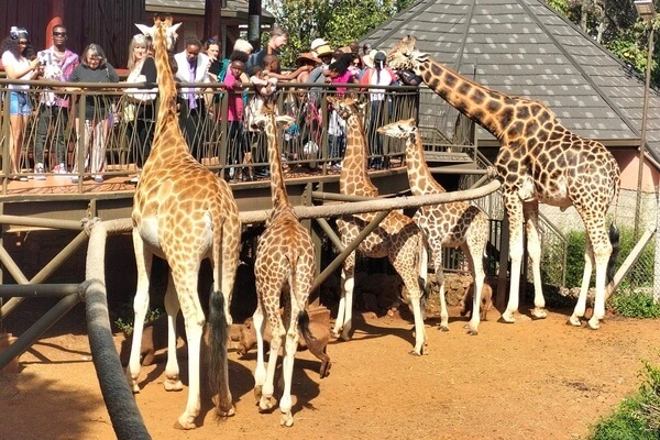 Feed & Interact with Rothschild’s Giraffes at Nairobi Giraffe Center