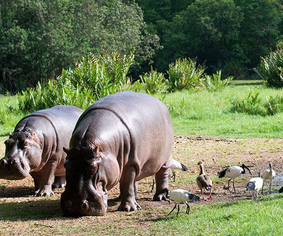 Haller Park hippos grazing