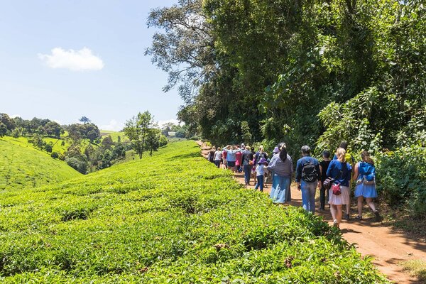 Enjoy a guided tour of Kiambethu Tea Farm in Limuru