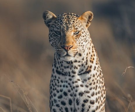 Leopard hunting on the savannah in Kenya, stalking prey through tall grass