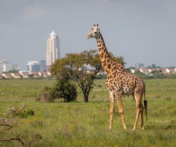 Nairobi national park giraffe with background view of the city buildings