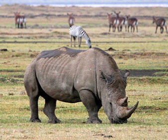 Rhinos and wildlife grazing at Ngorongoro Crater National Park, Tanzania