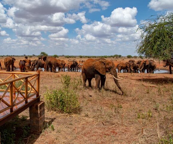 Elephants grazing near Ngutuni Safari Lodge in Kenya