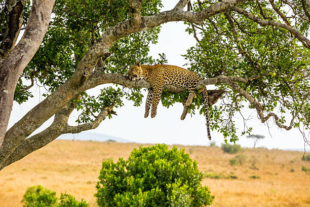 Leopard resting on a tree in Serengeti National Park during safari
