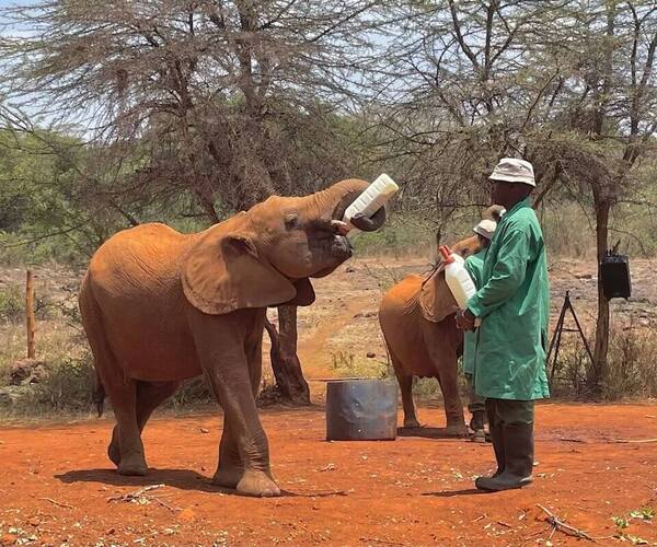 Sheldrick Elephant Orphanage Excursion - elephant drinking milk
