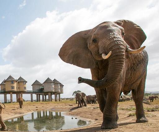 Elephants drinking water at Taita Hills Salt Lick