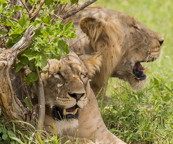 Male lion resting in the shade on Tsavo East National Park savannah, Kenya