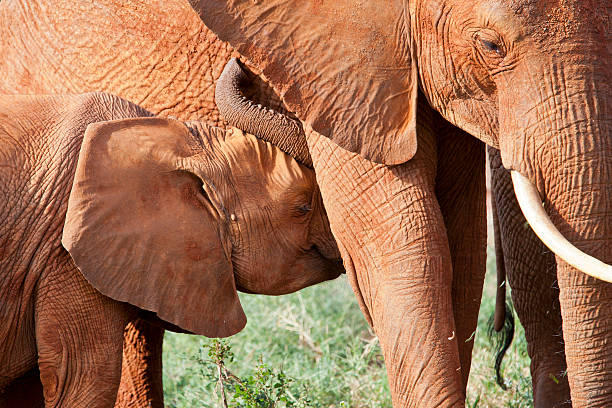Red dust elephants in Tsavo East National Park safari