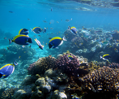 Kisite Marine park coral gardens with beautiful fish
