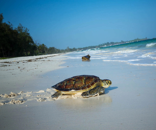 Sea turtle at Watamu Malindi beach