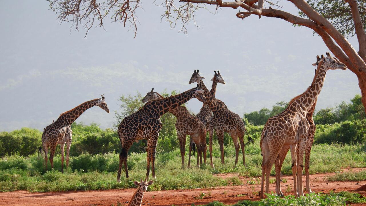 Game drive for close view of giraffes