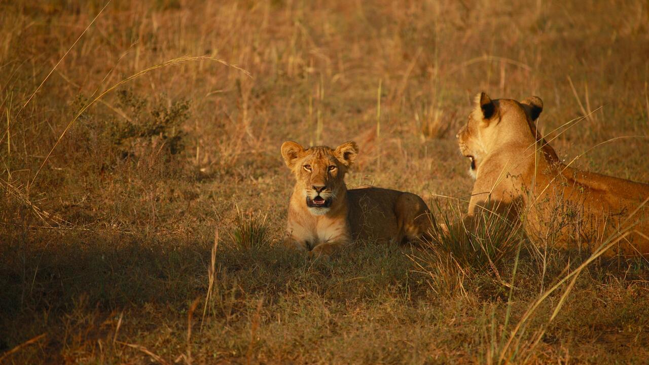 Experience Big five safaris for lions adventure