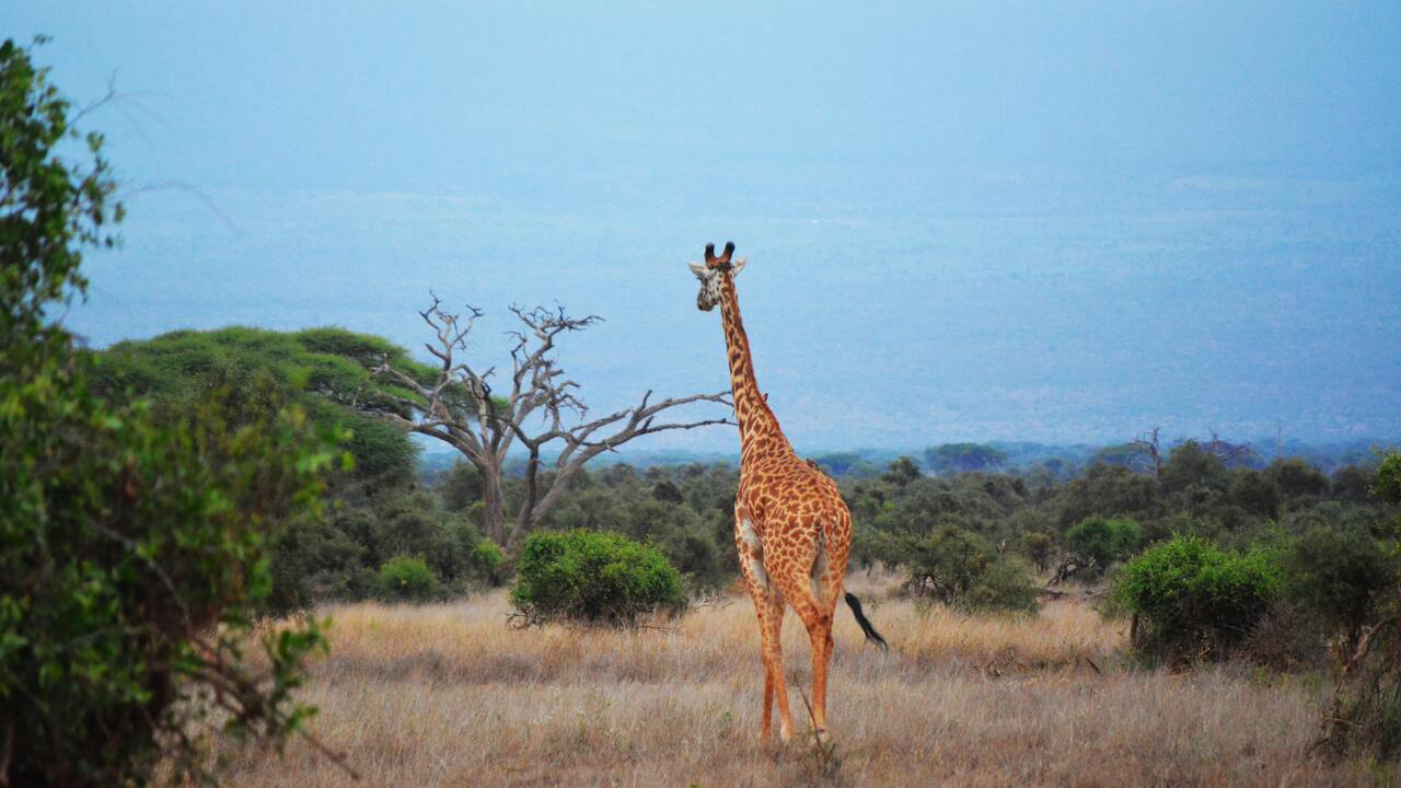Masai Mara NP giraffe