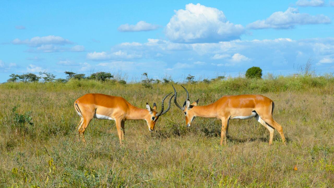 View Nairobi National Park antelops with Sunday Best Safaris