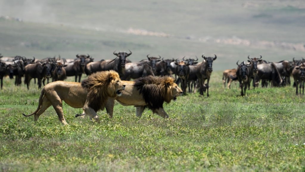 Tree-climbing lioness resting on a branch in Lake Manyara National Park, Tanzania