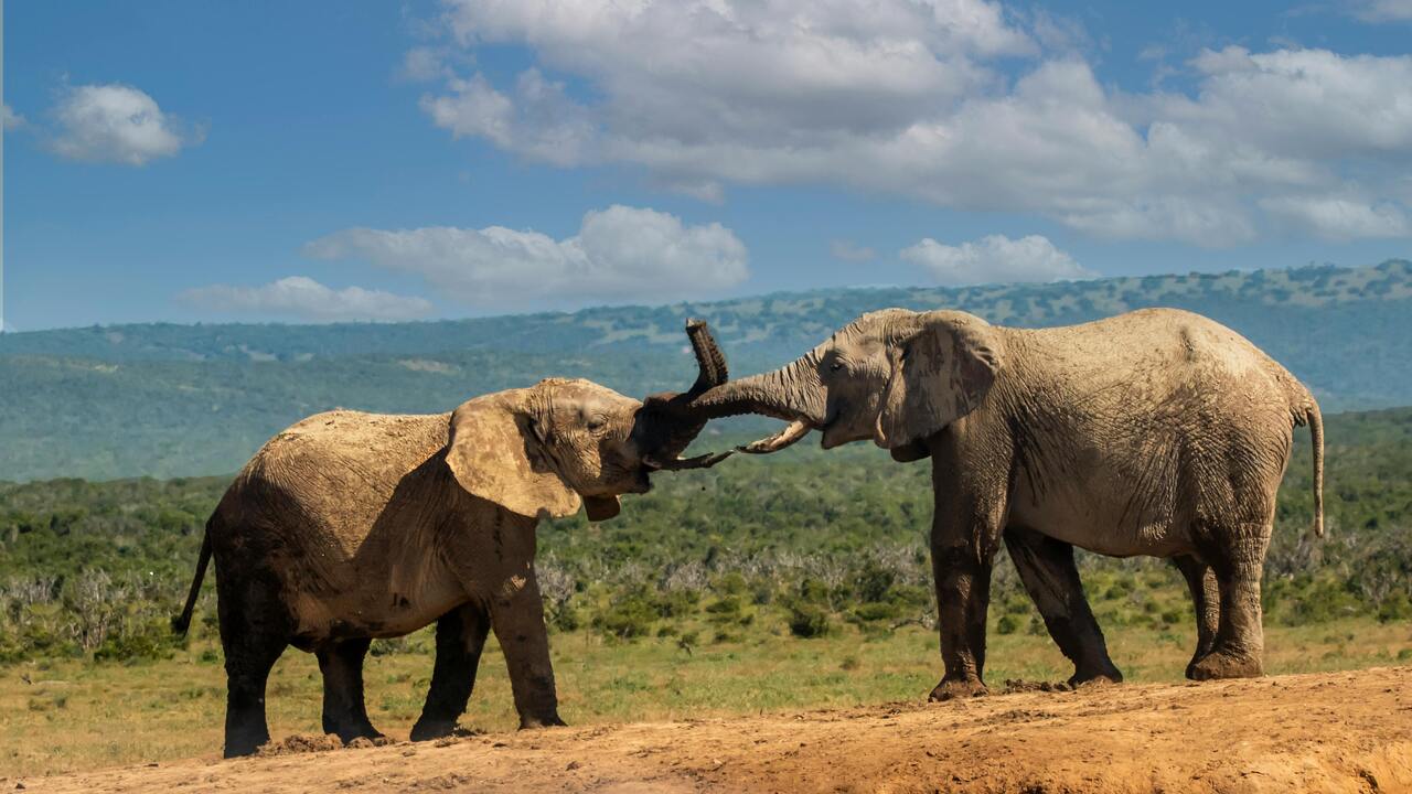 Extend Kenya safaris to Tanzania Serengeti NP for wild game drives