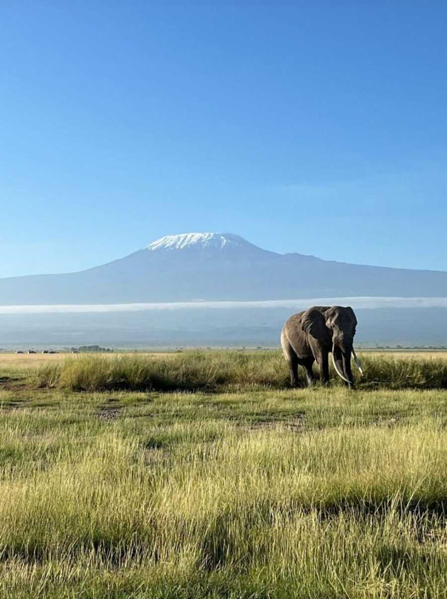 Amboseli elephants spotting during 6 days Kenya safari