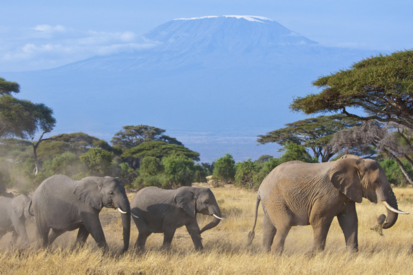 View of Amboseli Park large elephants with background view of my Kilimanjaro