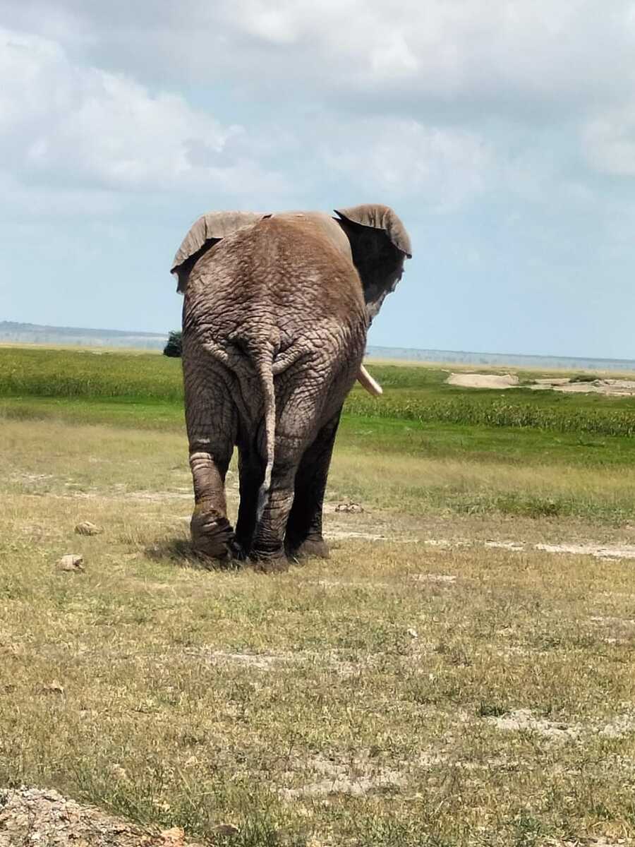 Elephants roaming Amboseli National Park — wildlife safari