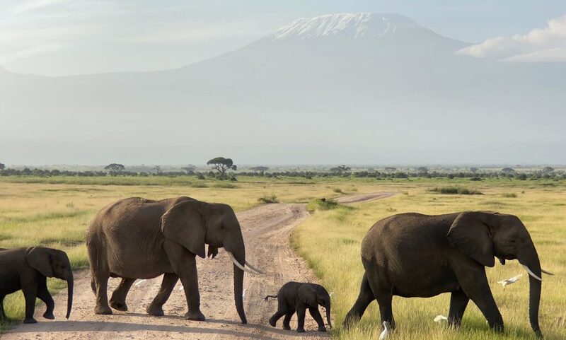 Herd of African elephants walking across Amboseli National Park with Mount Kilimanjaro in the background
