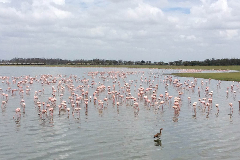 Flamingos at Amboseli — perfect aerial shot