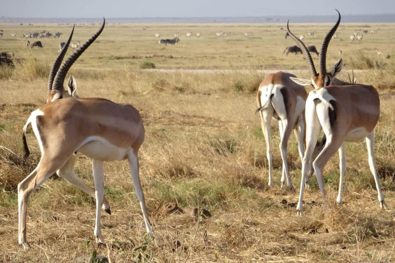 Gazelle grazing on Amboseli plains — Kenya safari