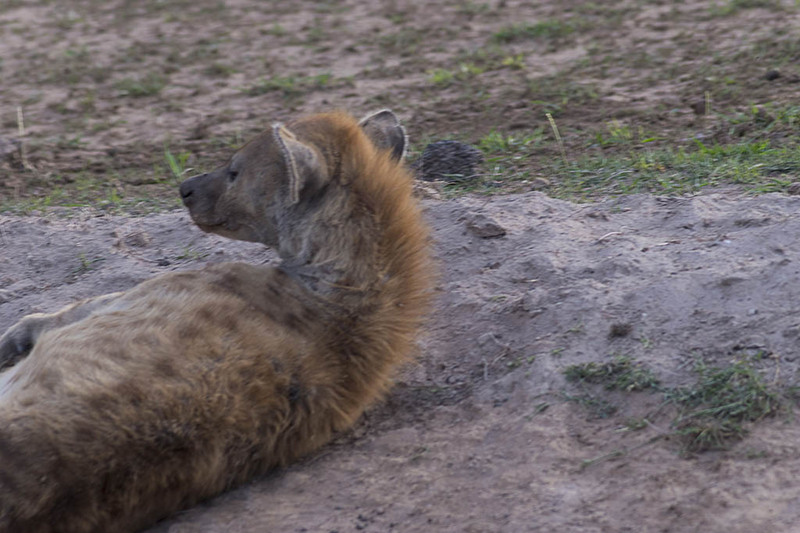 Hyena spotted at Amboseli National Park — predator sighting