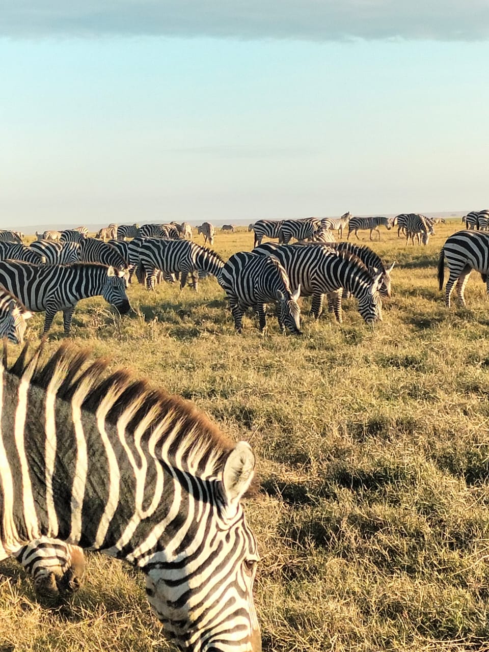 Amboseli zebras grazing on savannah