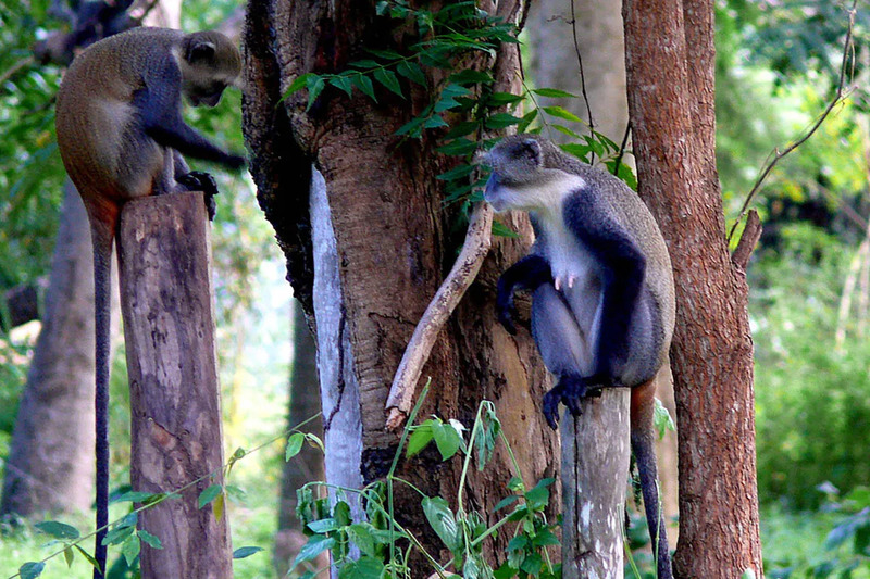 Arabuko Sokoke forest chimpanzee