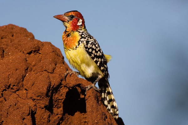 Tsavo East birdwatching experience