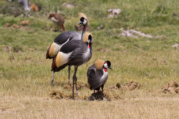 Birdwatching adventure during Kenya safari — vibrant avian life