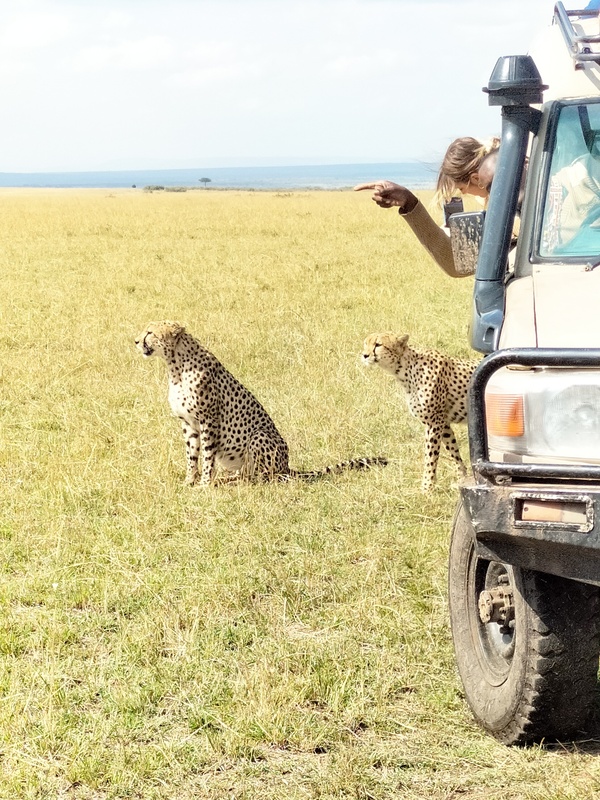 Enjoy close view of wild - cheetahs gallary