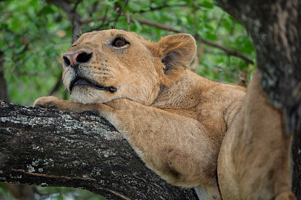 Tree-climbing lions resting on branches during a combined Kenya and Tanzania safari