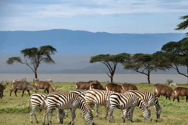 Wildlife adventure in Crescent Island walking safari