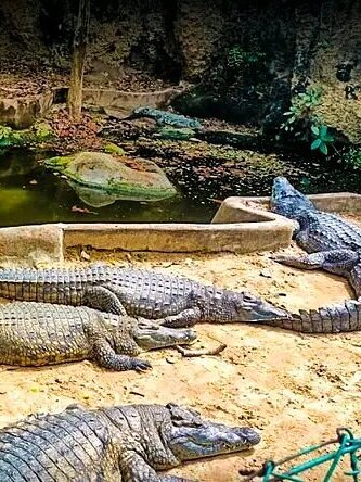 Crocodiles at Mamba village - weekend getaway