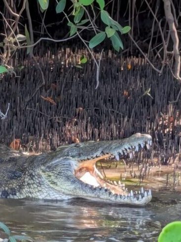 Funzi Island crocodile