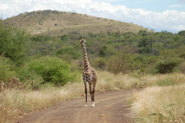 Giraffe in the Tanzanian savannah – wildlife spotting