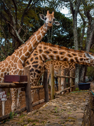 Giraffe center tour in Nairobi
