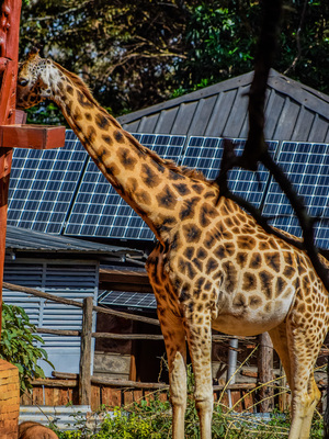Giraffe feeding at the elevation platform