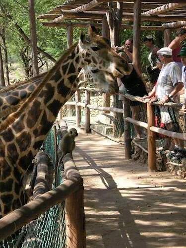 Haller Park wildlife giraffe viewing tour from Mombasa or Diani