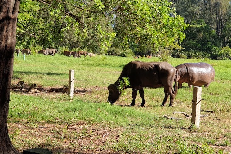 Haller Park buffalos grazing