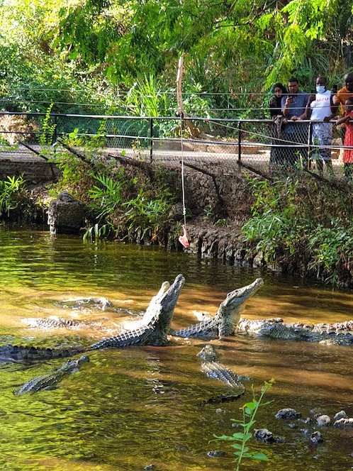 Haller Park crocodiles