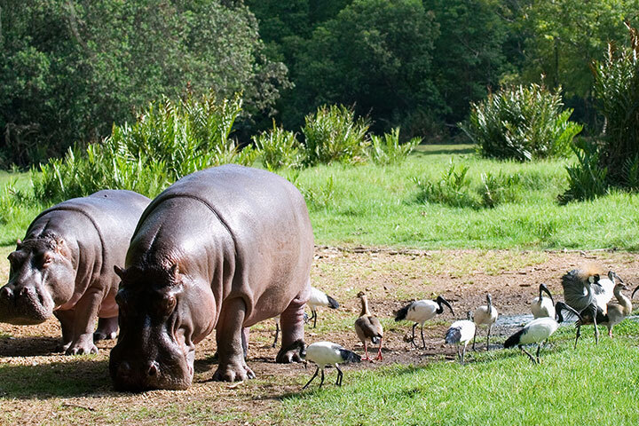 Haller Park hippos - Weekend getaway