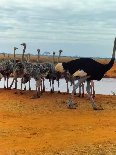 Ostrich spotted at Tsavo East during 3-day Amboseli Kenya Safari