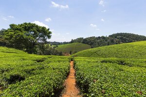 View of tea fields at Kiambethu Tea Farm Limuru
