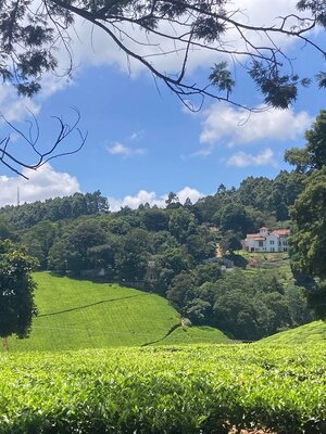 Kiambethu Tea Farm Limuru, Kenya