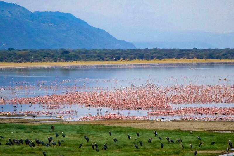 bird watching at Lake Manyara