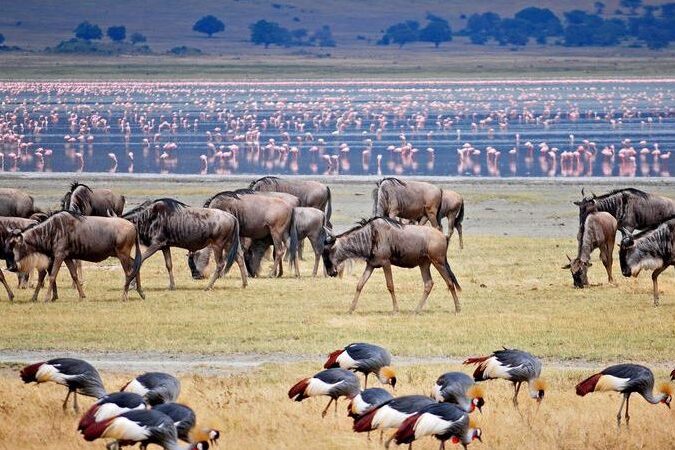 Wildebeest grazing near the shores of Lake Manyara National Park, Tanzania