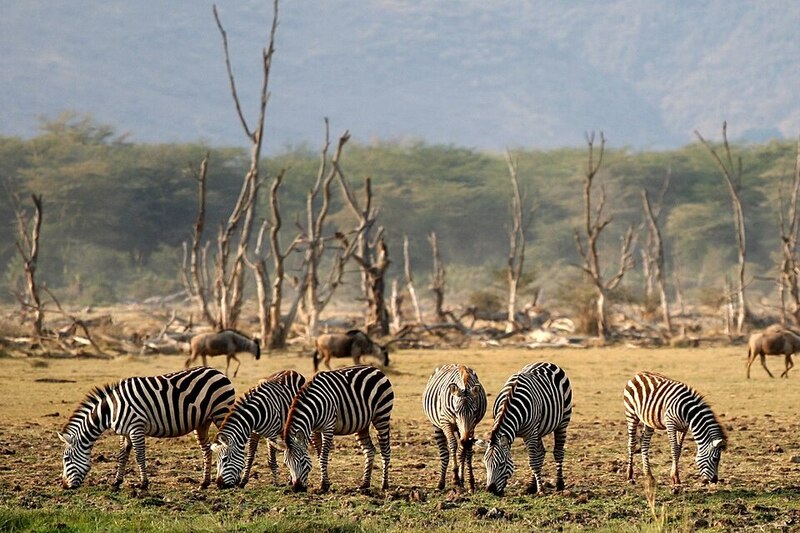 Lake Manyara zebras